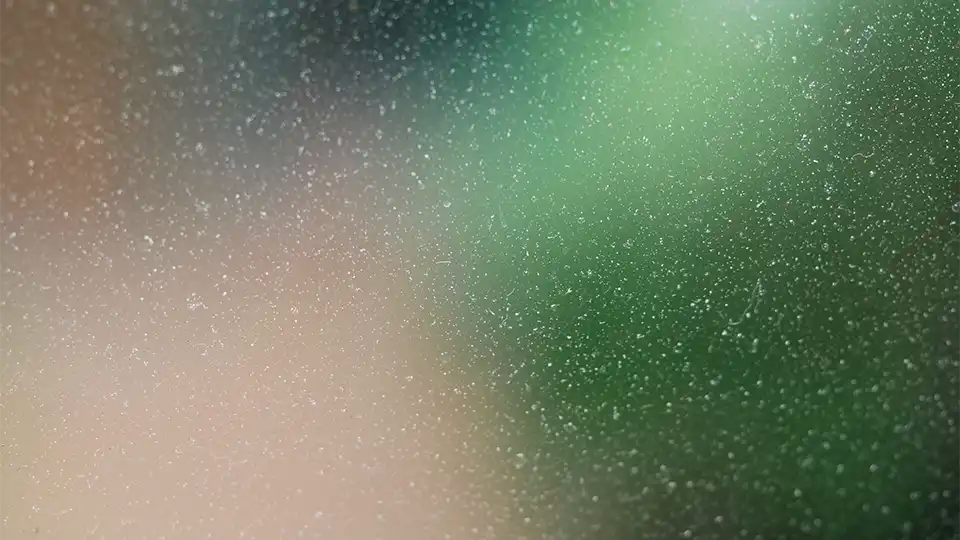 Respiratory Allergy Test